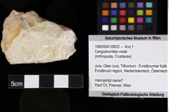 Foto (Objket + Etiketten) von Cengodromites ovale 